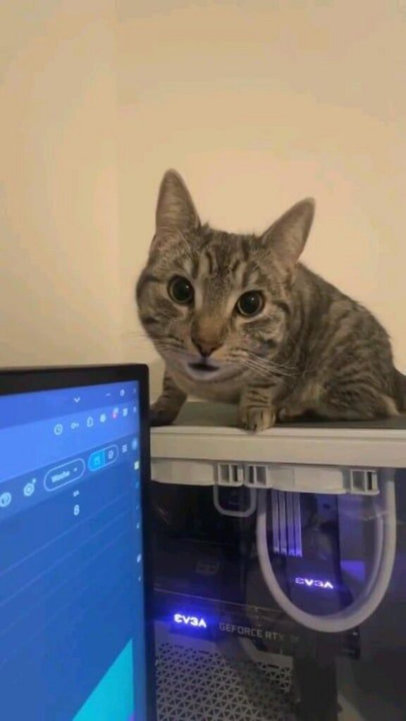 PCの上に座りこちらを見るキジトラ猫