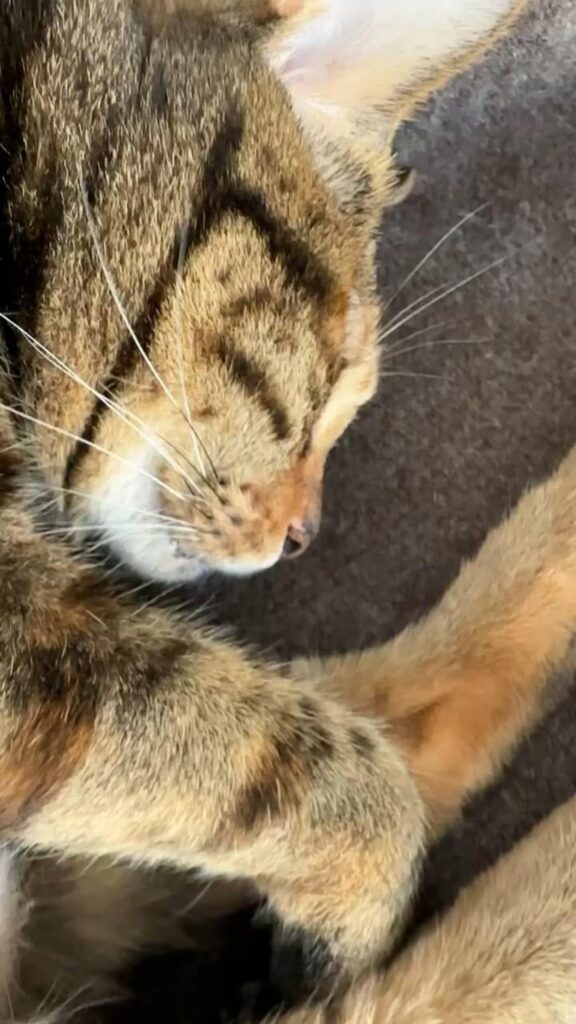 寝ている茶色の縞模様の猫