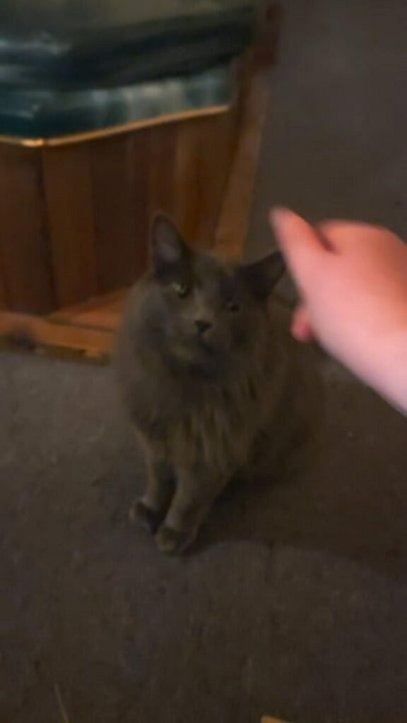 灰色の猫が座って手を見上げている