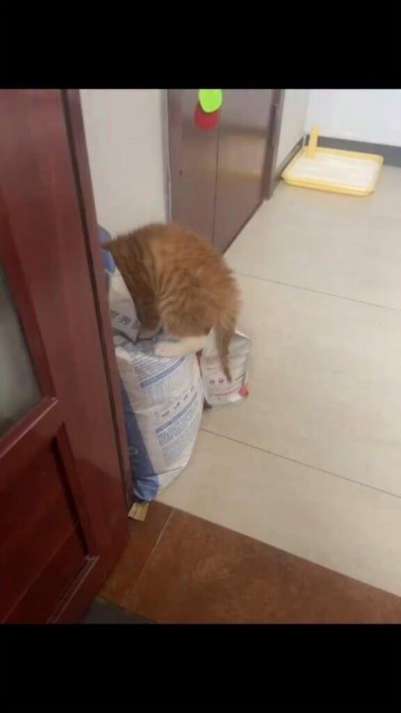 袋に頭を突っ込む茶トラの子猫