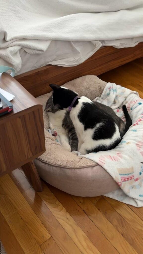 白黒と灰色の猫が寄り添って寝ている