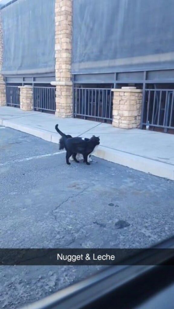 黒と白の二匹の猫が重なって立っている