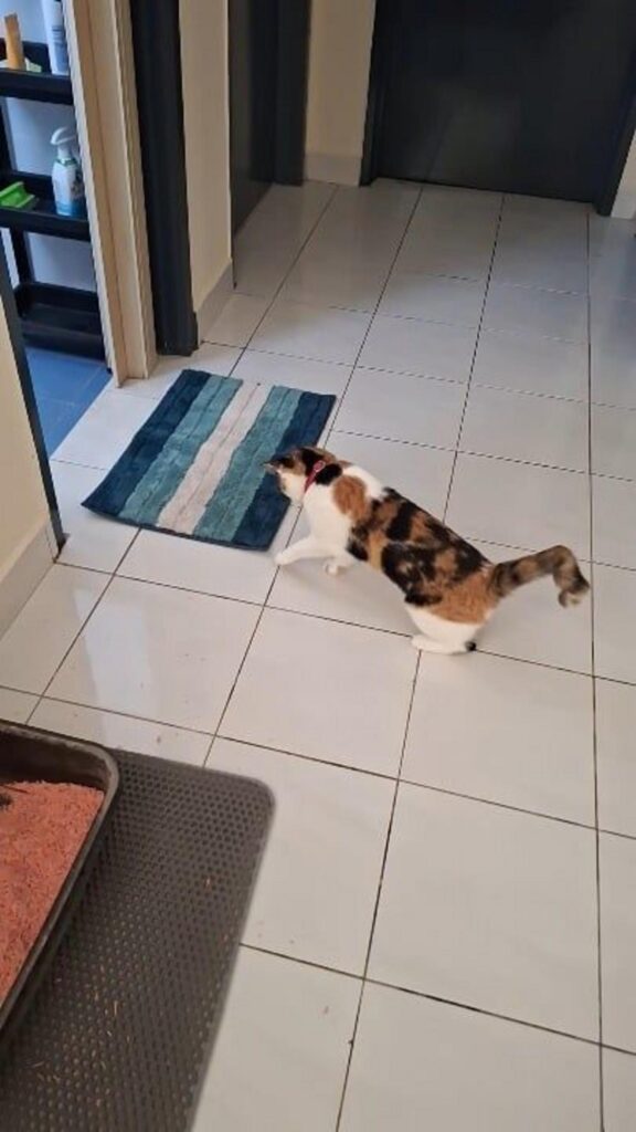 三毛猫が床を歩いている