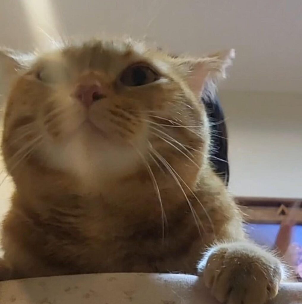 こちらを覗き込む茶トラの猫