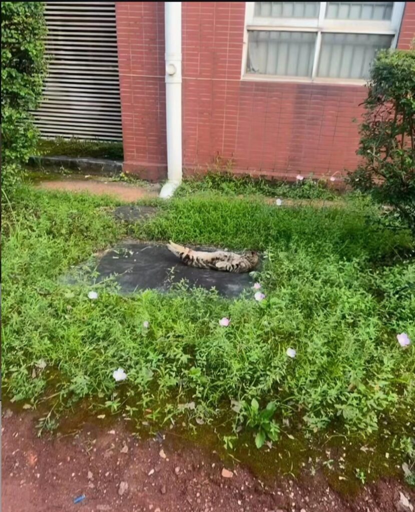 キジトラの猫が仰向けで寝ている