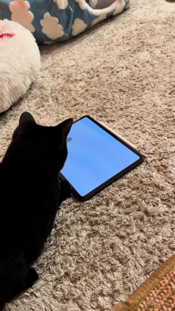 黒猫がタブレットを見ている