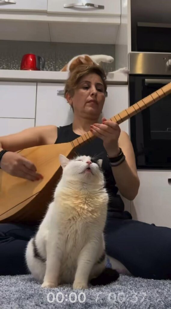 楽器を弾く女性と上を向く白黒猫