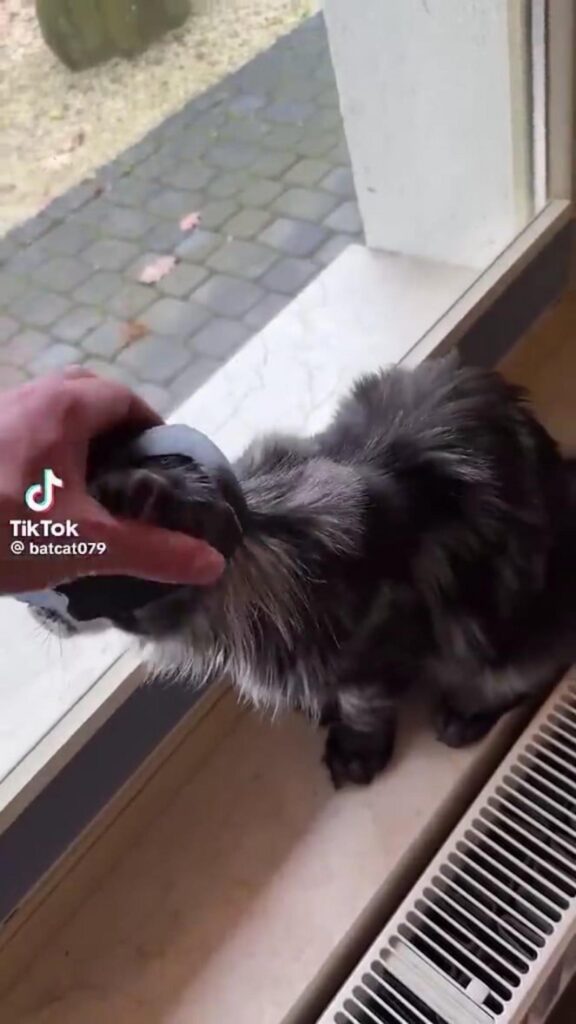 マスクを被り撫でられている黒銀の猫