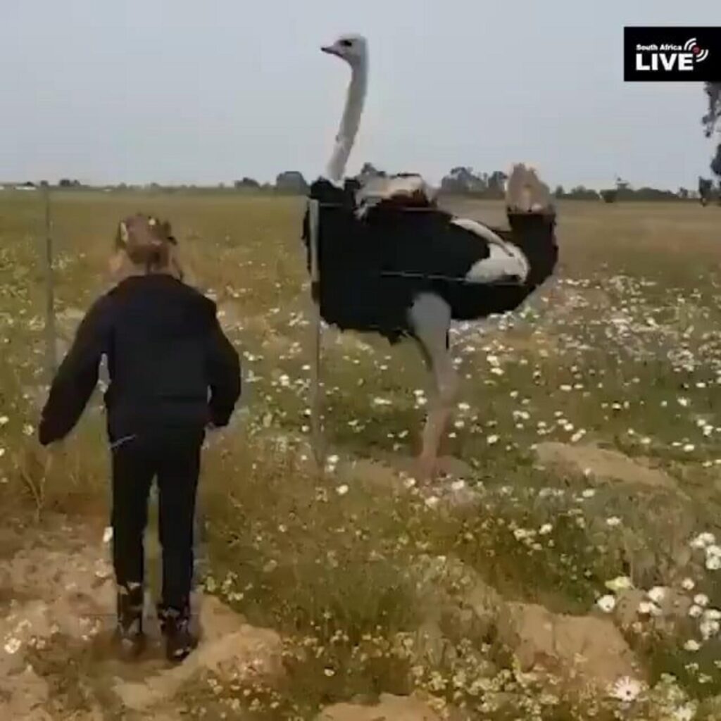 野原に立ち周囲を見渡す黒白のダチョウ