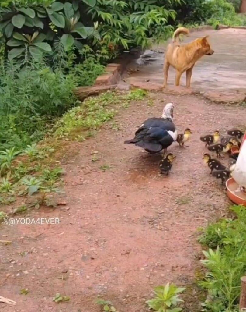 茶色の犬と白黒のアヒル親子が歩く