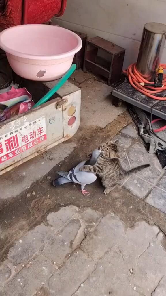 茶色の縞猫が灰色の鳩を抱きしめている