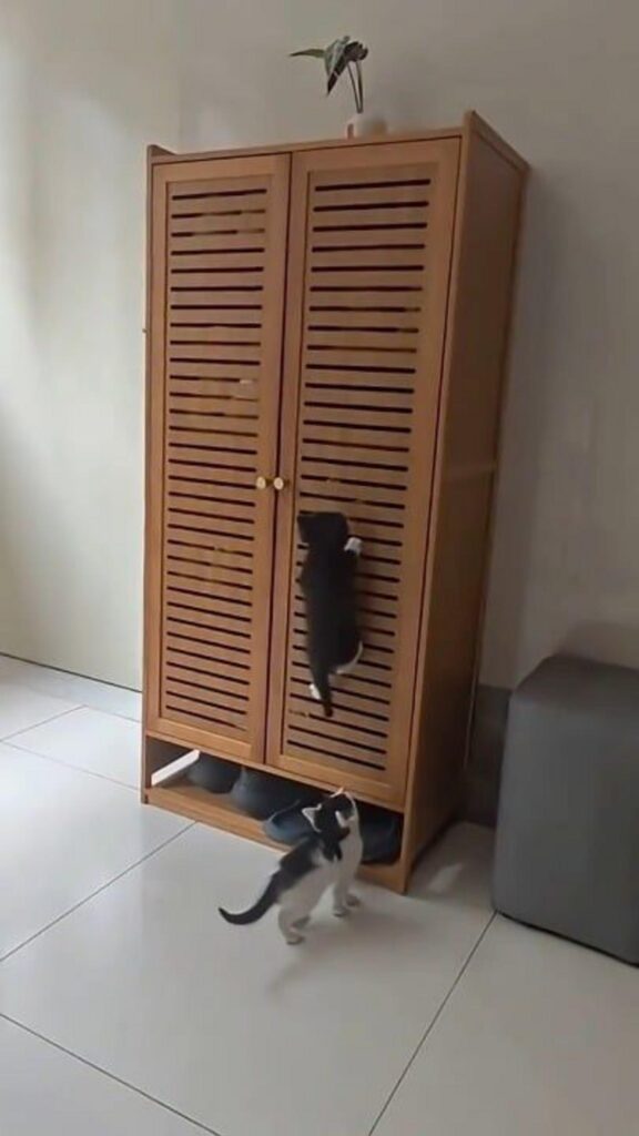 棚を登る黒猫と下で見守る白黒猫