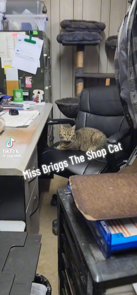 椅子に座っている茶色いトラ猫