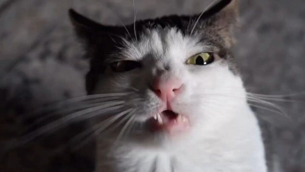 歯を見せて顔をしかめる白黒の猫