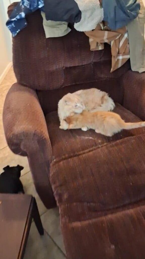 茶と薄茶の猫が椅子で遊び黒い犬が見ている