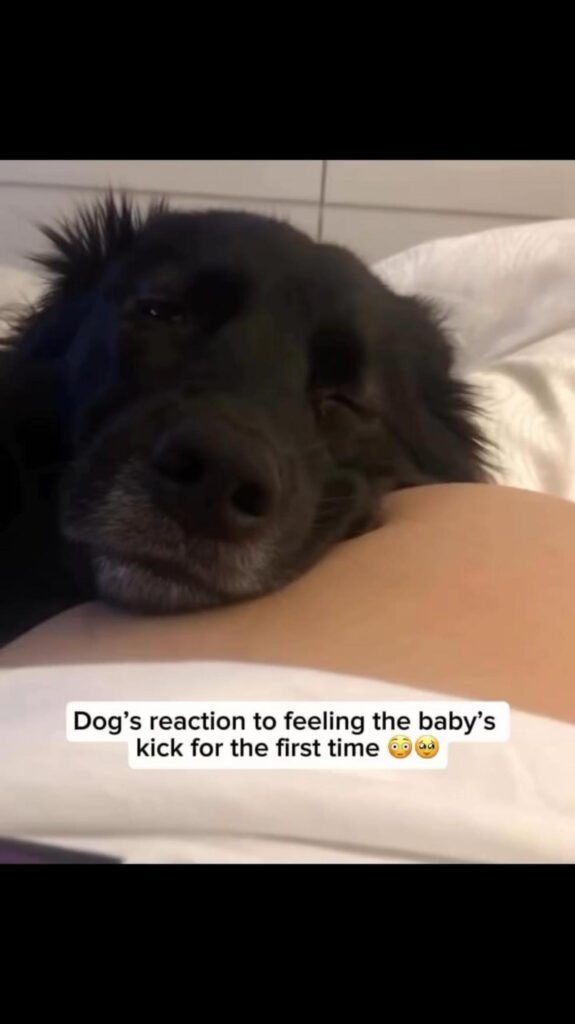 黒い犬がお腹に顔を乗せて驚いている