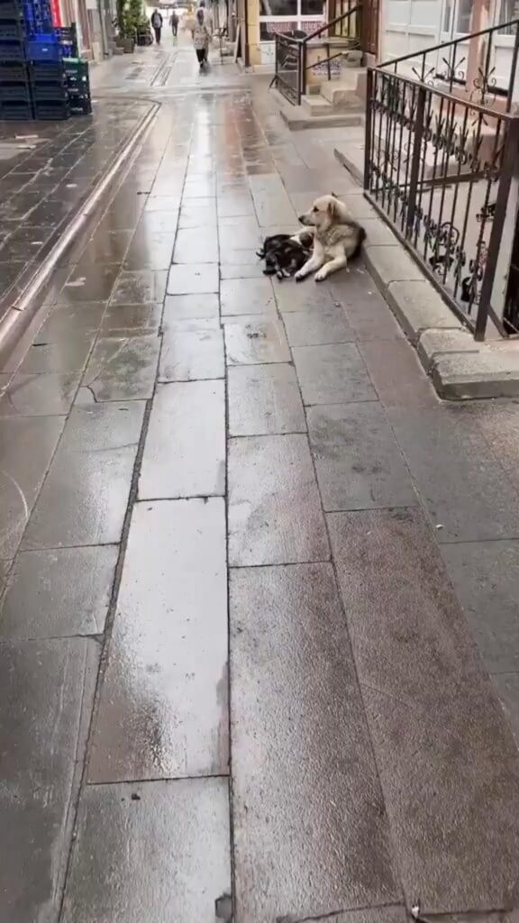 路上で休む薄茶色の犬と白黒の猫