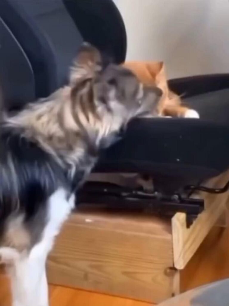 椅子で寝る茶猫を覗き込む犬