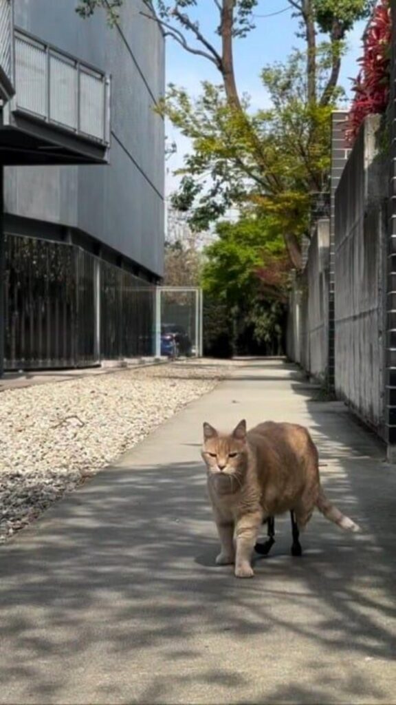 歩道を歩いている茶色の猫