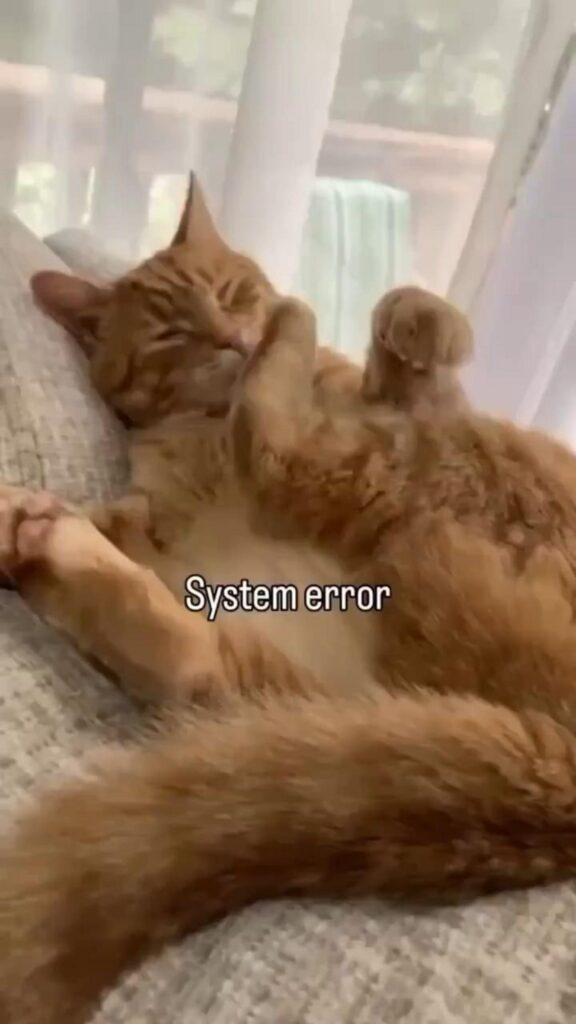 仰向けで寝ているオレンジ色の猫