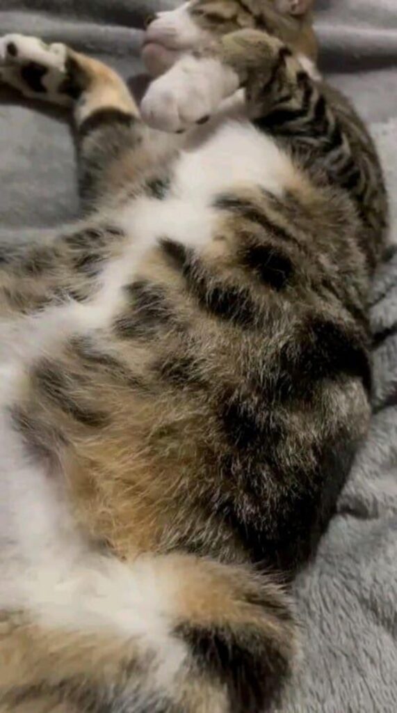 仰向けで寝ているキジ白の猫