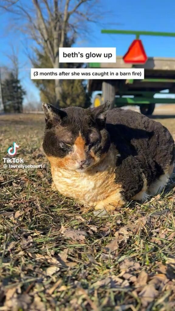 黒と茶色の猫が地面に座っている