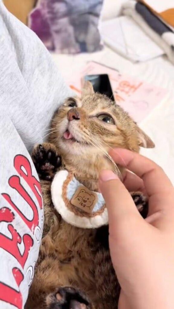 仰向けで舌を出している茶色の猫