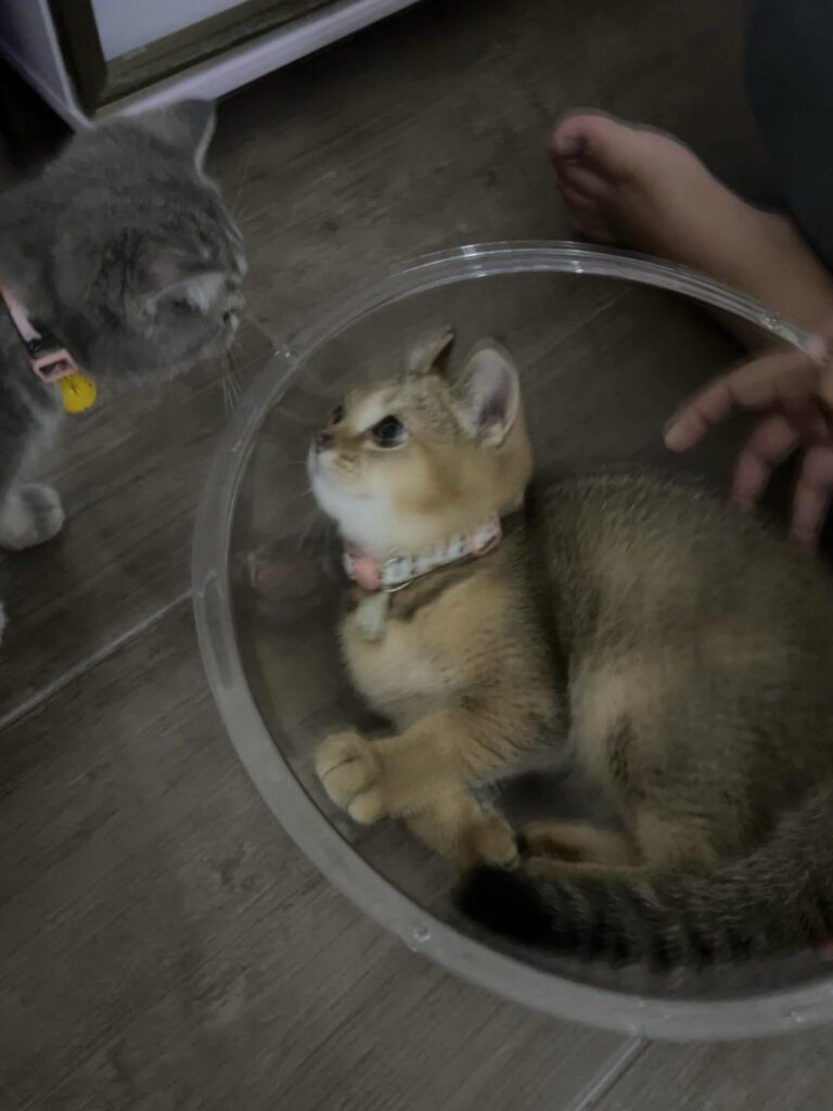 灰色と茶色の猫が透明な鉢越しに見つめ合う