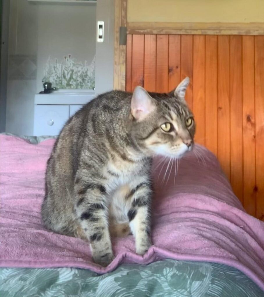 キジトラ柄の猫がベッドに座り横を見る