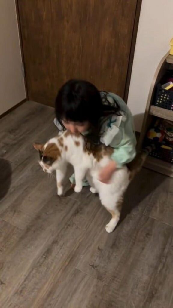 三毛猫を抱き上げている女の子