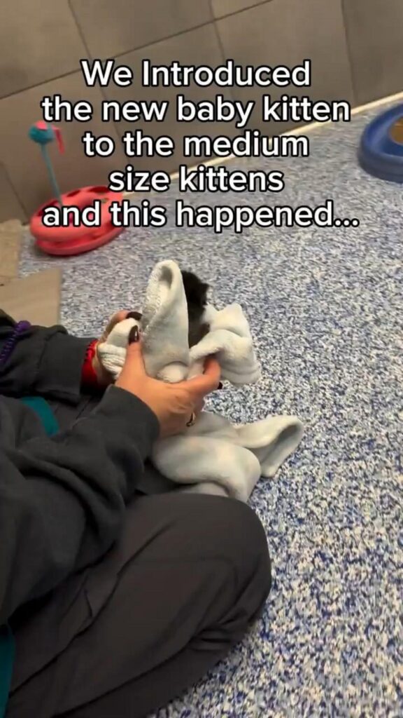 タオルに包まれている白黒の子猫