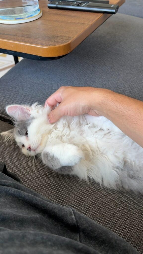 撫でられて横たわる白とグレーの猫