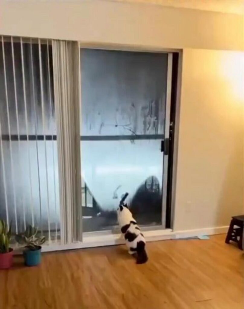 白黒の猫が窓の外を眺めている