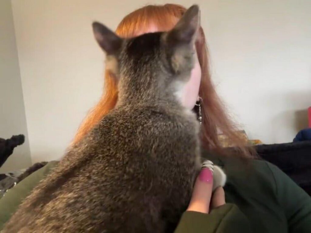女性に抱かれ後ろを向いているキジトラ猫