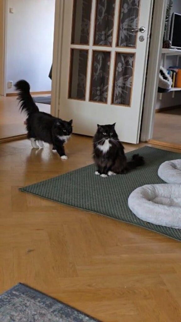 黒白の猫が歩いたり座ったりしている