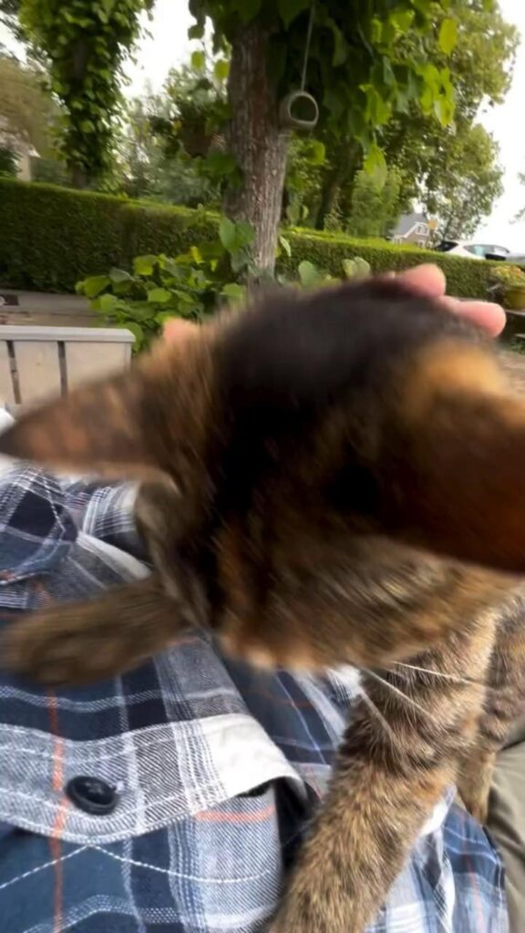 膝の上で動いている茶色の猫