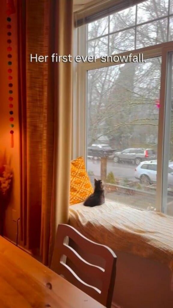 窓の外の雪を眺める黒い子猫