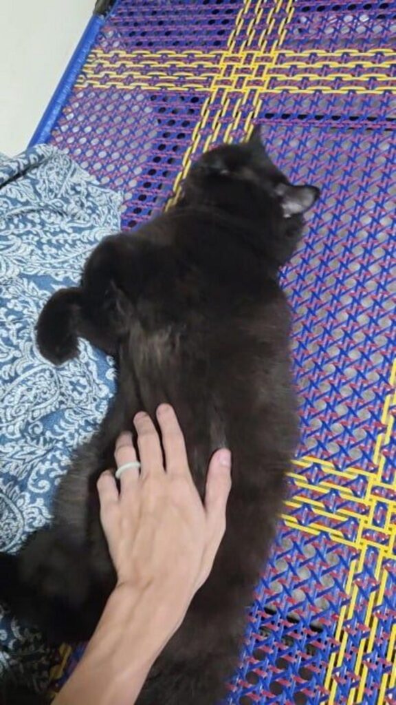 人に撫でられている黒い猫