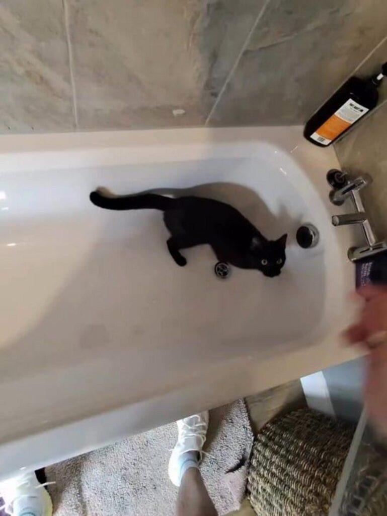 浴槽の中で下を覗き込んでいる黒猫