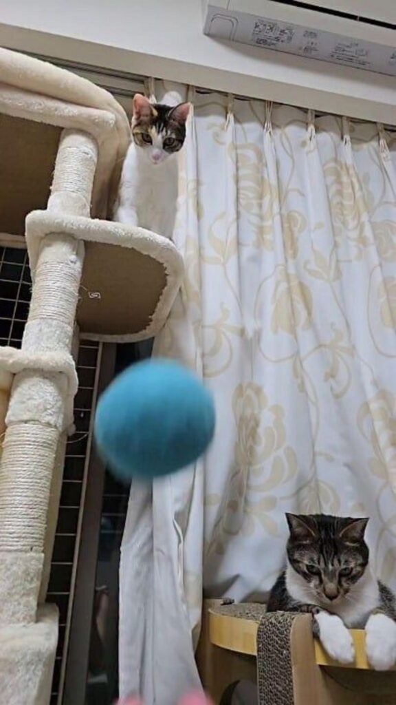 三毛とキジ白の猫が青い球を見ている