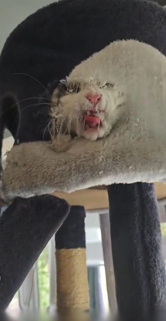 穴から顔を出し舌を出す白い猫