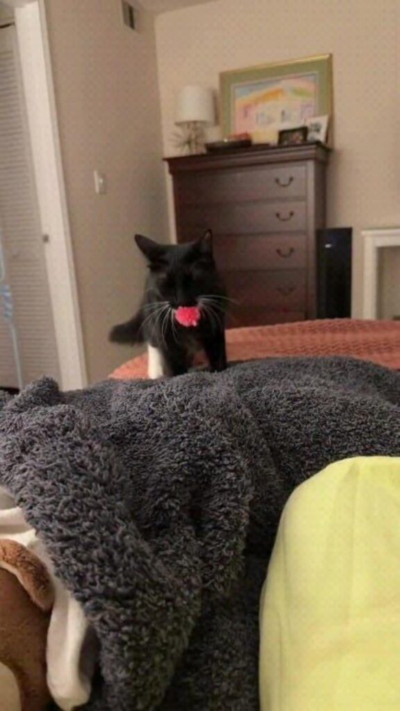 ピンクのおもちゃを咥える黒い猫