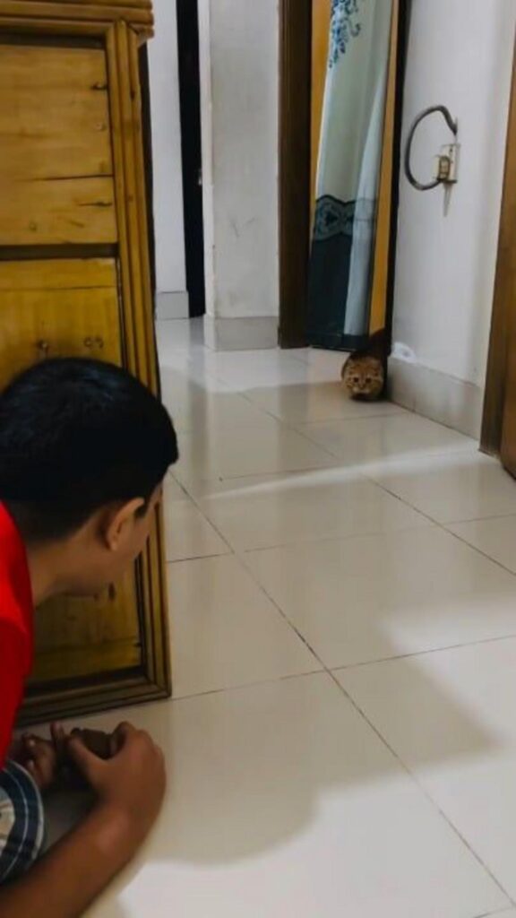 茶色の猫と人が物陰から覗き合っている