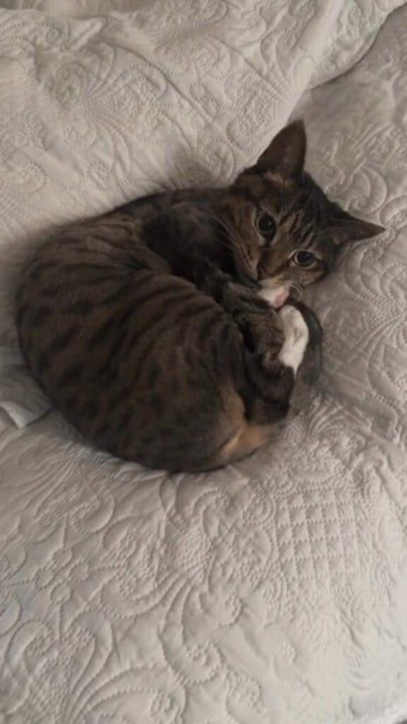 体を丸めて足を舐めているキジトラ猫