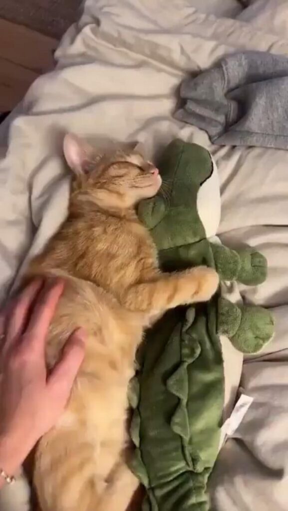 茶トラの猫がぬいぐるみを抱いて寝ている