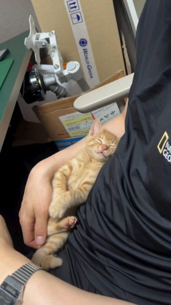 腕の中で眠る茶トラの子猫